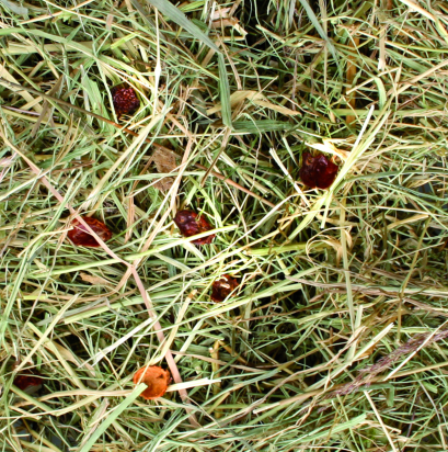 Friandises Foin de montagne  Cynorhodon