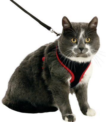 Harnais avec laisse Chaton Harms Noir & Rouge