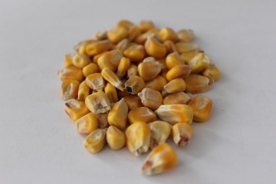 Maïs 20kg 