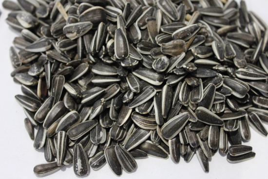 Tournesol strié 20kg