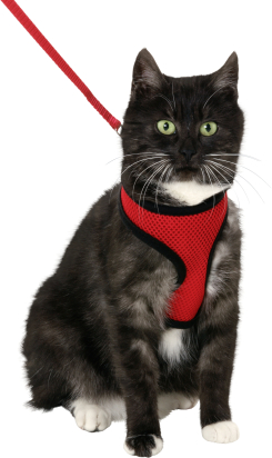 Harnais avec laisse Chaton Harms Rouge & Noir