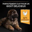 PRO PLAN Chien Large Robust Puppy Healthy Start Poulet 12KG