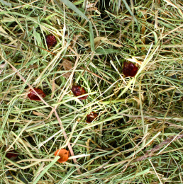 Friandises Foin de montagne  Cynorhodon