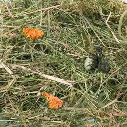 Friandises Foin de montagne  aux fleurs de pissenlit