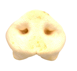 (sac de 50) Nez de porc