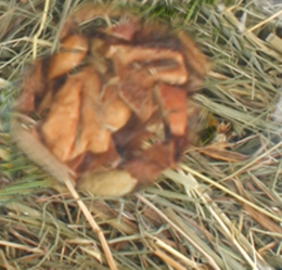 Friandises Foin de montagne avec pomme