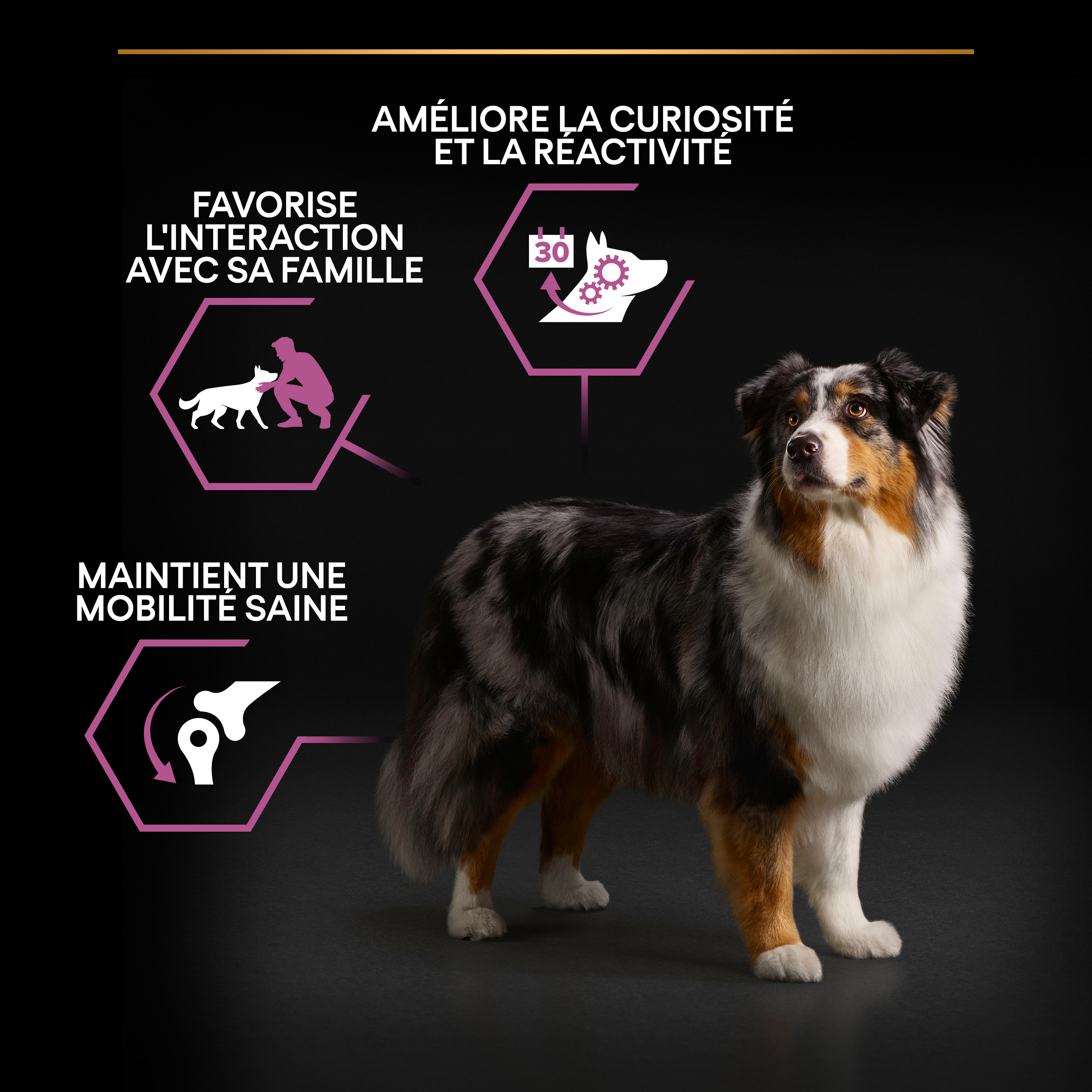 PRO PLAN Chien Medium&Large Adult 7+ Age Defence Poulet 14KG