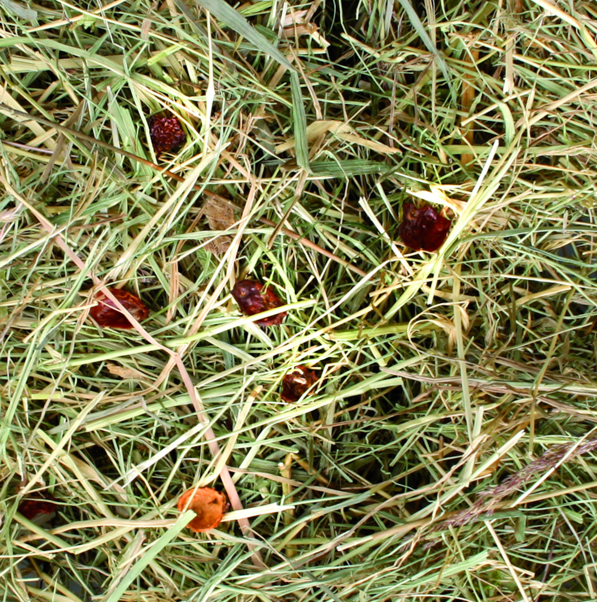 Friandises Foin de montagne  Cynorhodon