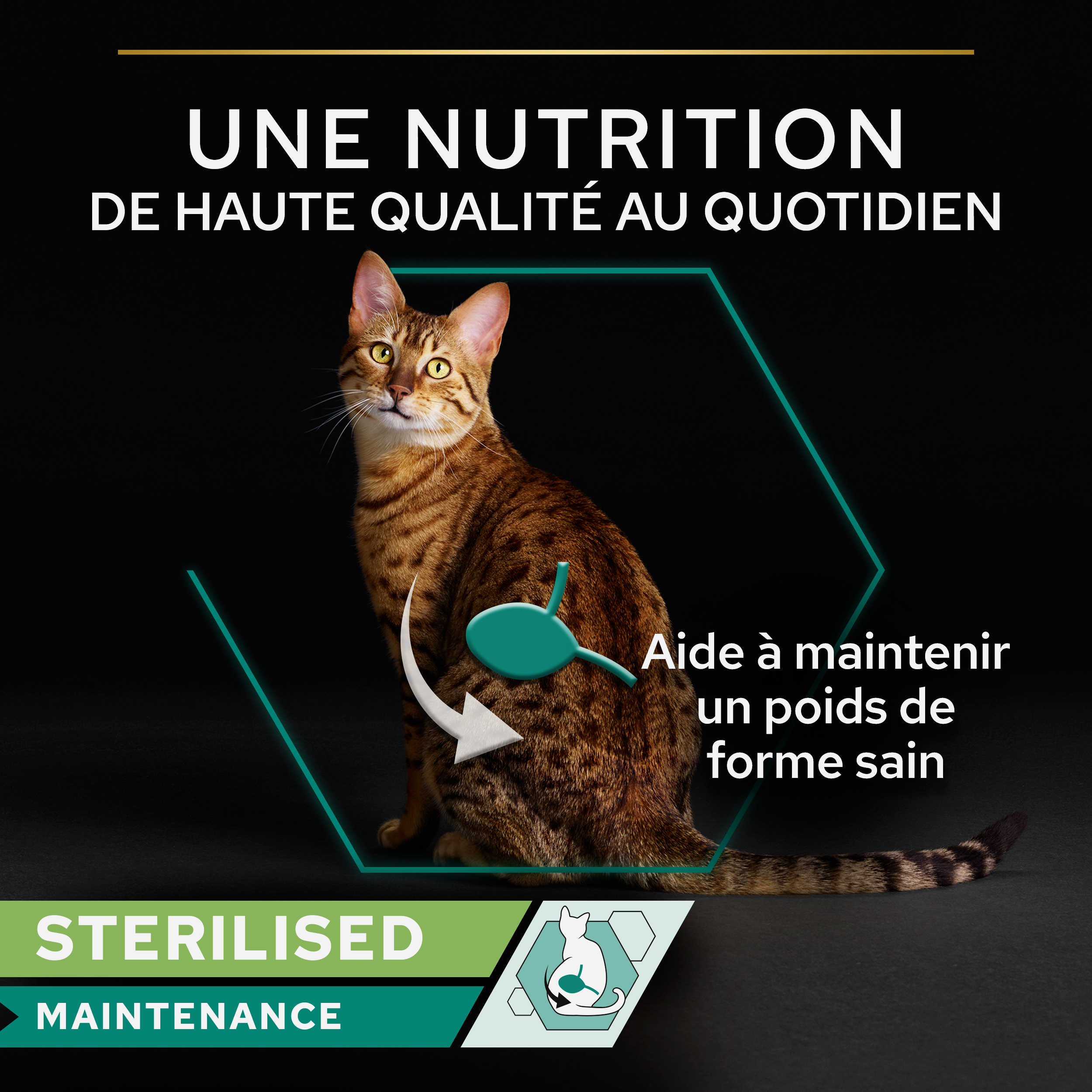PRO PLAN Chat ADULT MAINTENANCE - Terrine riche en Poulet - 85g
