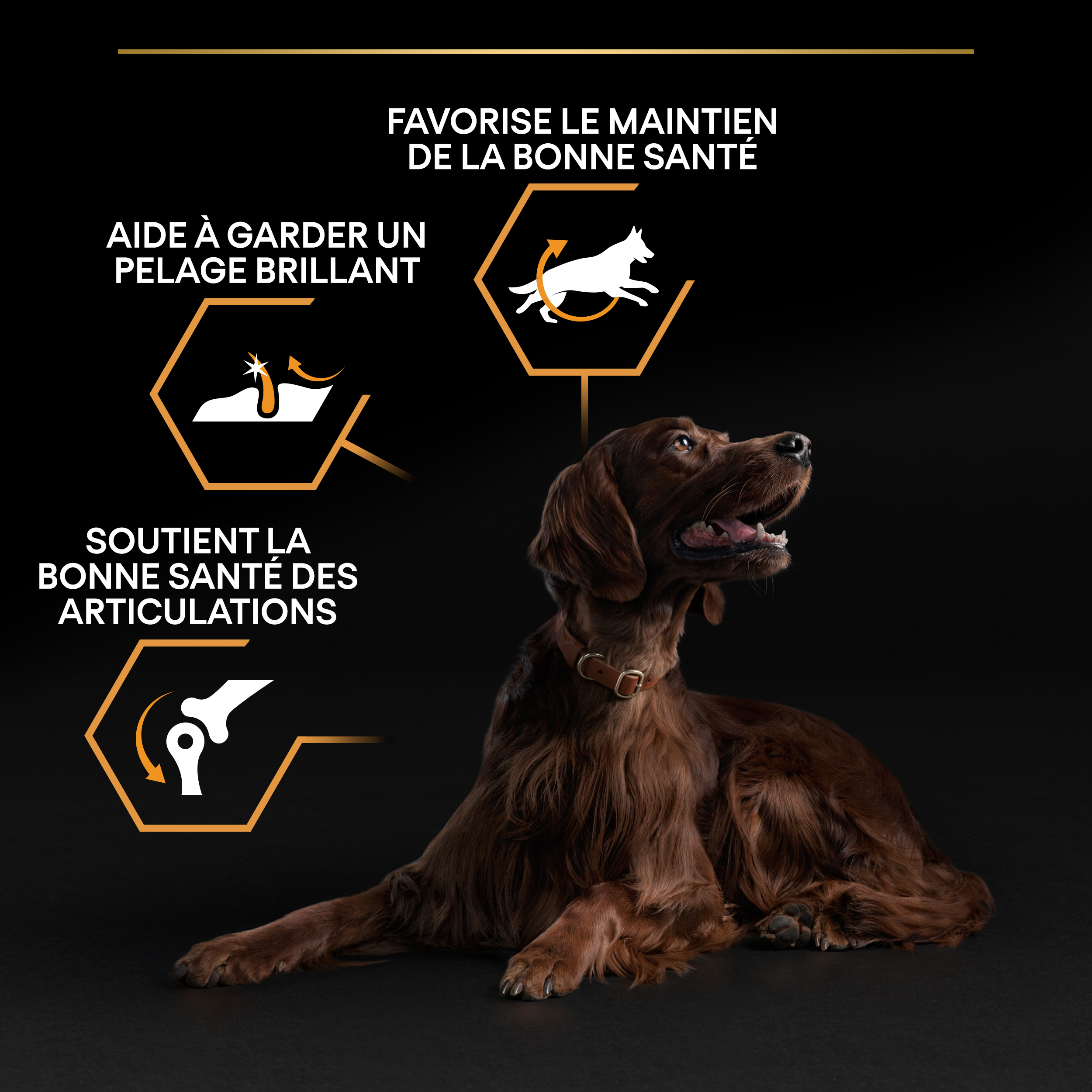 PRO PLAN Chien Large Adulte Athletic Everyday Nutrition Poulet 14KG