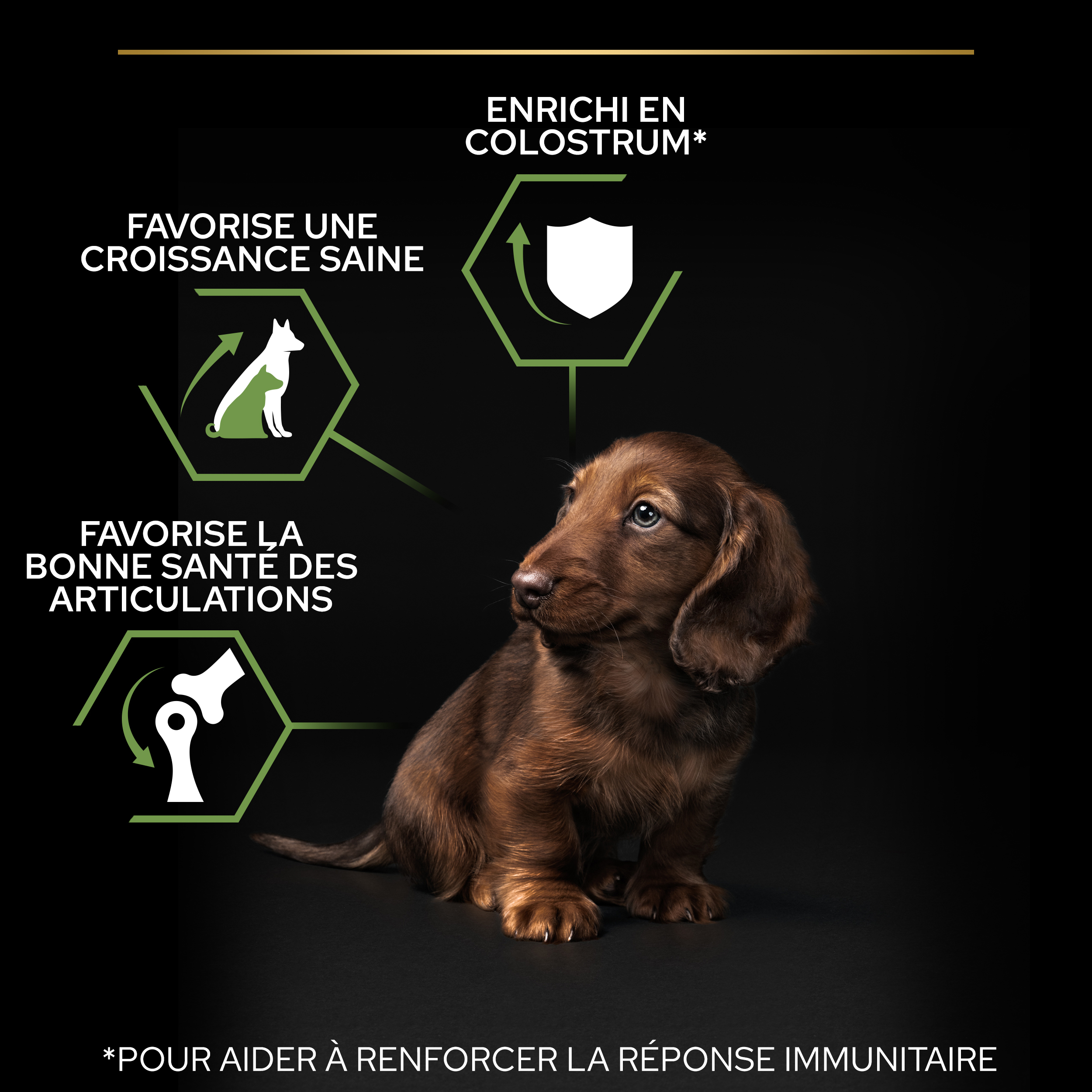 PRO PLAN Chien Small&Mini Puppy Healthy Start Poulet 3KG