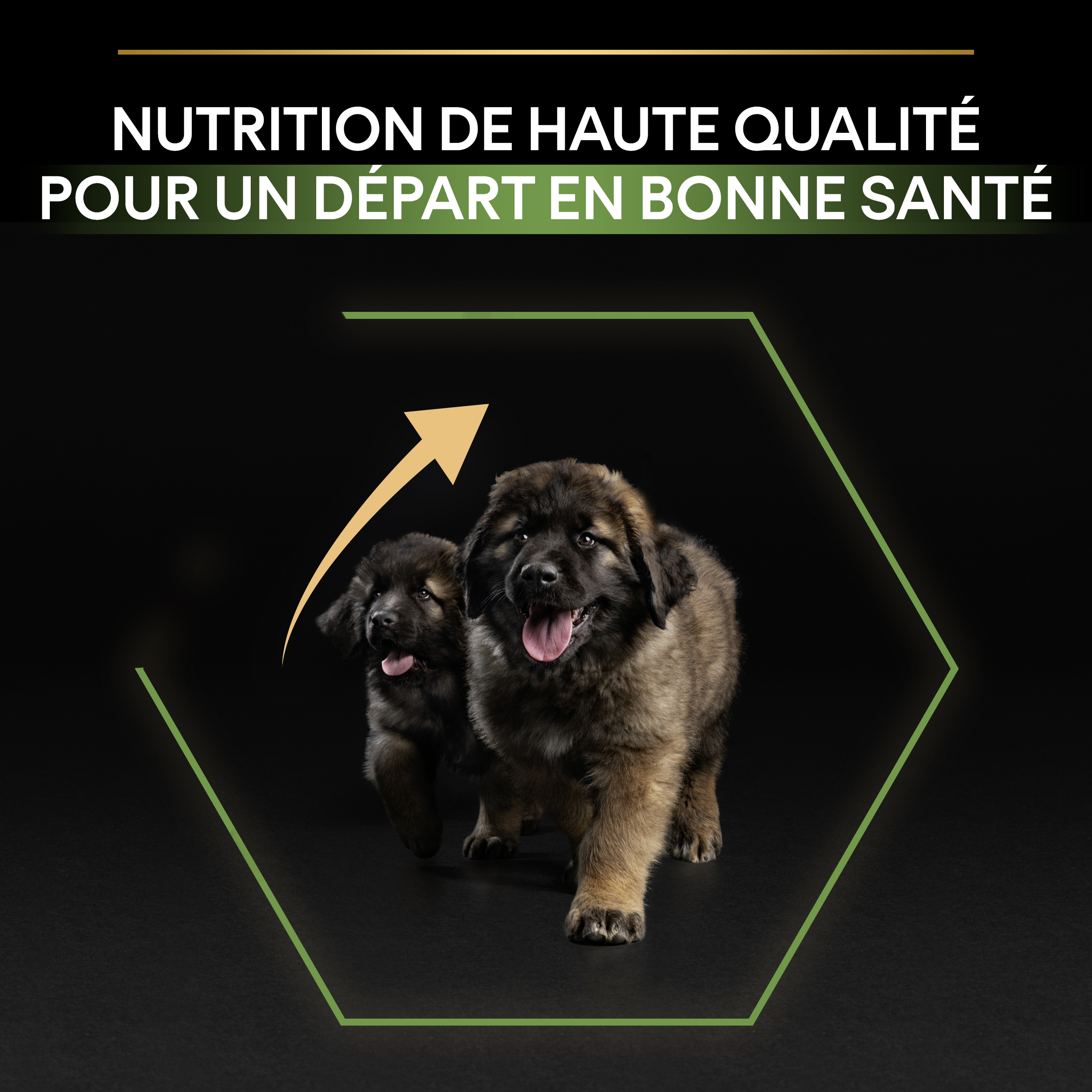 PRO PLAN Chien Large Robust Puppy Healthy Start Poulet 12KG