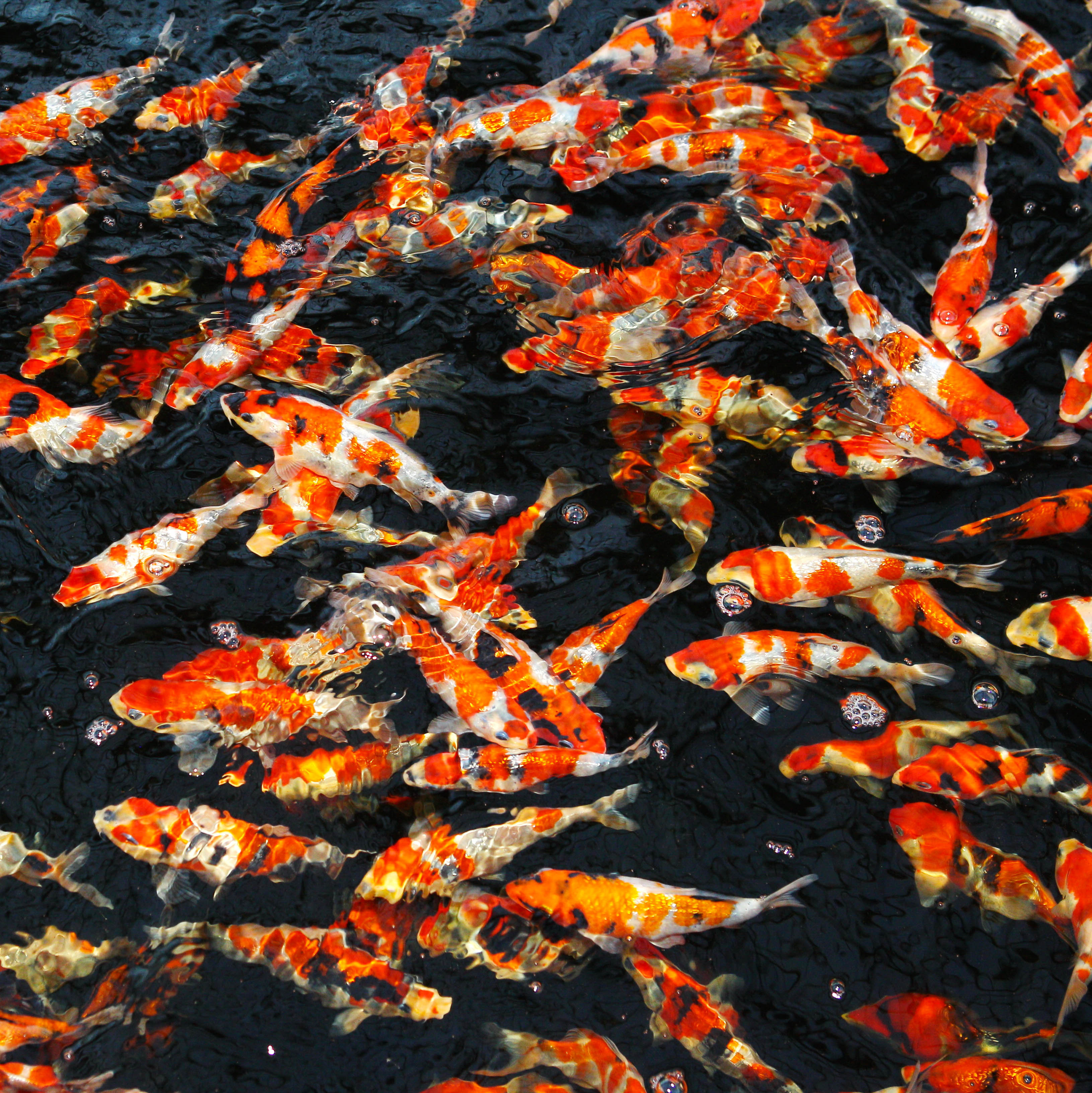 JBL PROPOND STAPLE S 1 Kg - Granulés pour carpes Koï