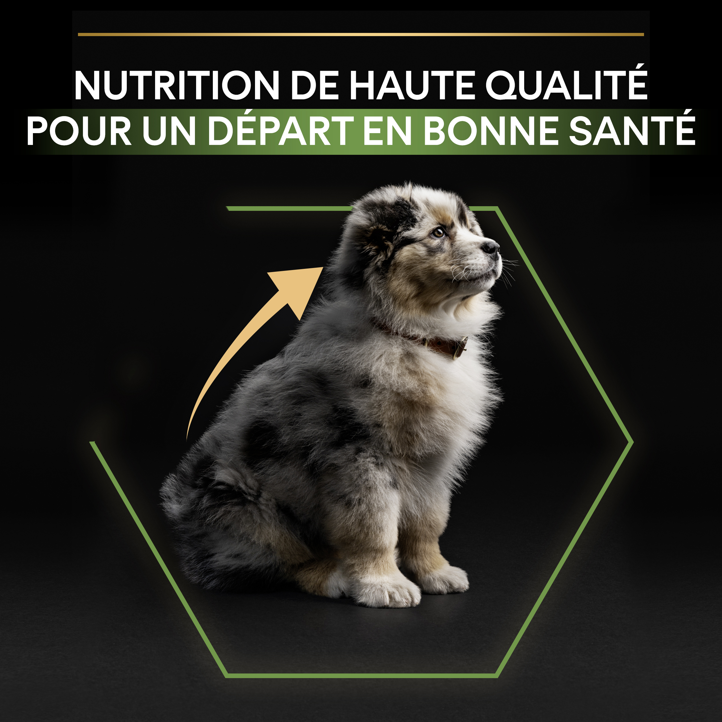 PRO PLAN Chien Medium Puppy Healthy Start Poulet 3KG