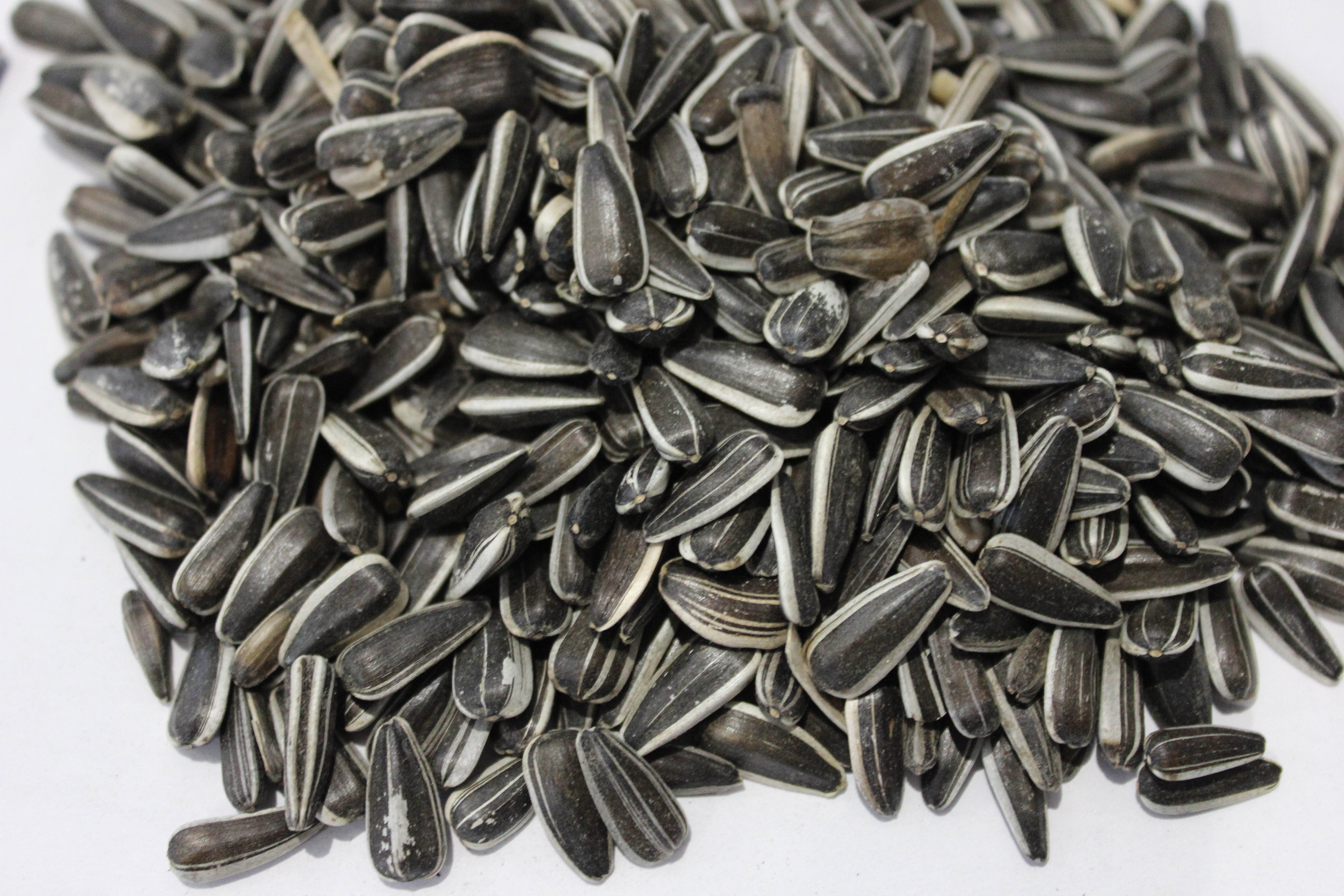 Tournesol strié 20kg