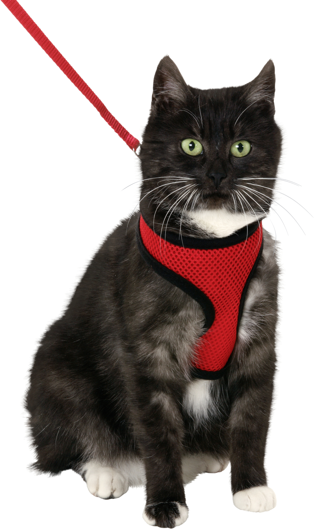 Harnais avec laisse Chaton Harms Rouge & Noir
