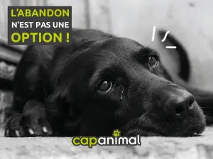 L'abandon des animaux au départ des vacances