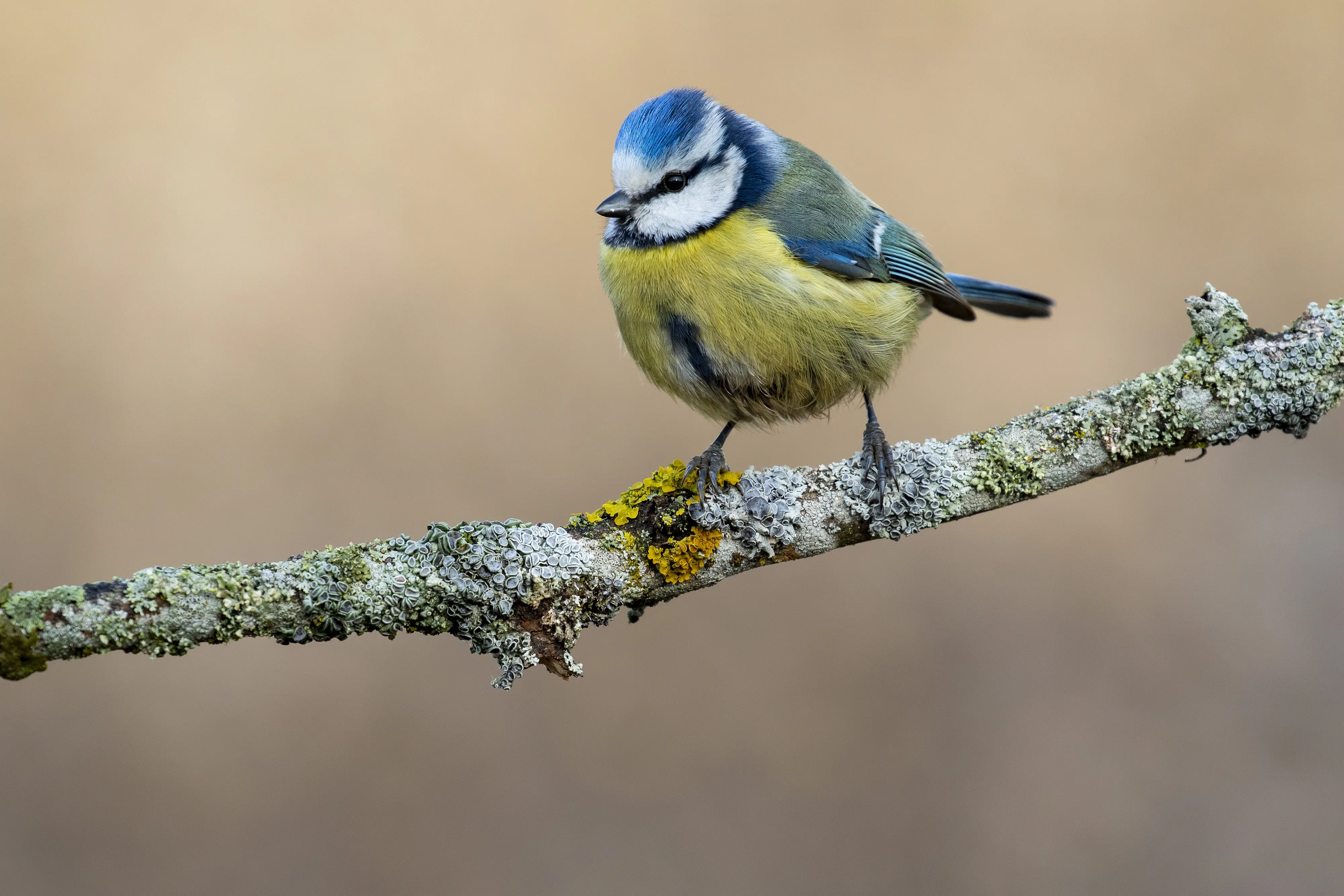 Les oiseaux de la nature : pourquoi et comment les nourrir ?